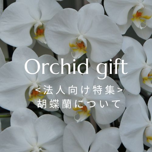 沖縄で胡蝶蘭を贈るなら｜法人向けギフトページ（配達・写真送付・回収対応）